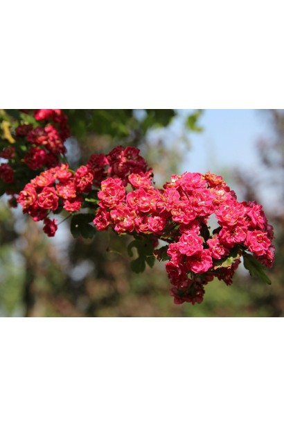 Боярышник колючий Поль Скарлет 